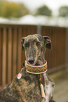 sighthound portrait