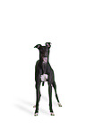sighthound