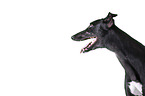 sighthound portrait