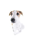 sighthound puppy