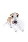 sighthound puppy