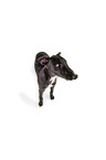 sighthound puppy