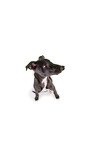 sighthound puppy