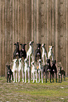 sighthounds