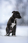 Greyhound puppy in the snow