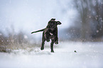 Greyhound puppy in the snow