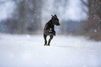 Greyhound puppy in the snow