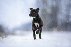 Greyhound puppy in the snow