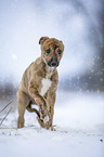 Greyhound puppy in the snow
