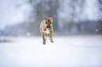 Greyhound puppy in the snow