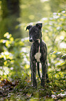 young Greyhound in the forest