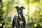 young Greyhound in the forest