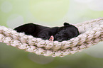 Greyhound puppy sleeps in a hammock