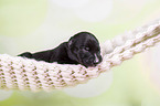 Greyhound puppy sleeps in a hammock