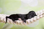 Greyhound puppy sleeps in a hammock