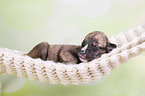 Greyhound puppy sleeps in a hammock