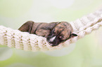 Greyhound puppy sleeps in a hammock