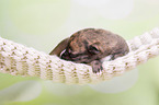 Greyhound puppy sleeps in a hammock