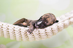 Greyhound puppy sleeps in a hammock