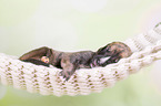 Greyhound puppy sleeps in a hammock