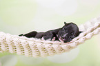 Greyhound puppy sleeps in a hammock