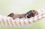 Greyhound puppy sleeps in a hammock