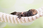 Greyhound puppy sleeps in a hammock