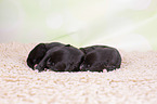 Greyhound puppies