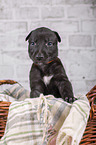 Greyhound puppy in basket