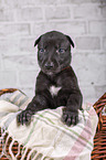 Greyhound puppy in basket