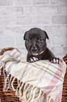 Greyhound puppy in basket