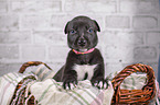 Greyhound puppy in basket