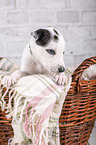 Greyhound puppy in basket