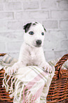 Greyhound puppy in basket