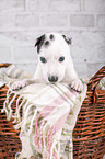 Greyhound puppy in basket