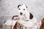 Greyhound puppy in basket