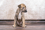 Greyhound Puppy