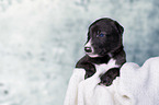 Greyhound Puppy