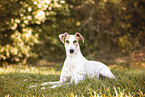 Greyhound