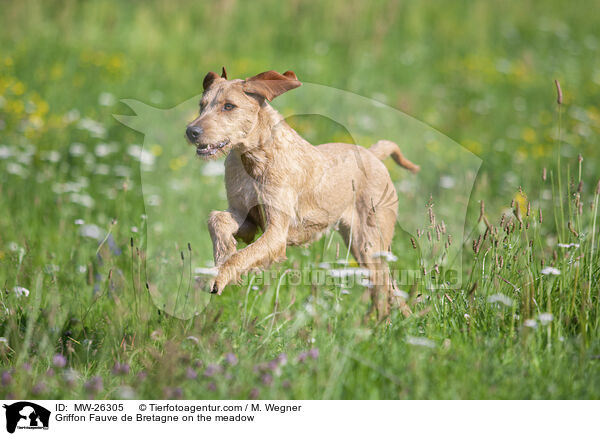 Griffon Fauve de Bretagne on the meadow / MW-26305