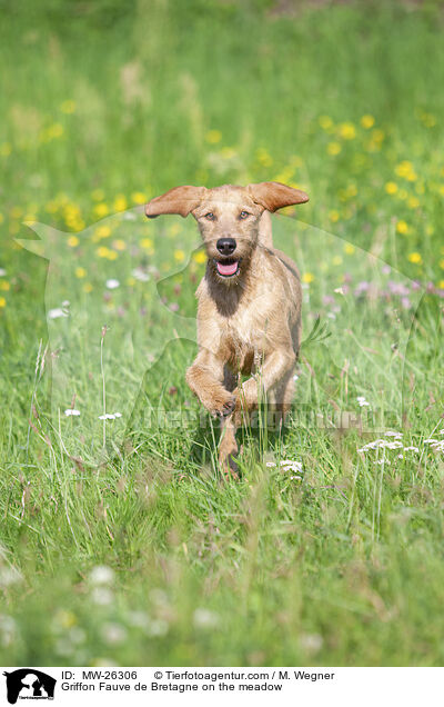 Griffon Fauve de Bretagne auf der Wiese / Griffon Fauve de Bretagne on the meadow / MW-26306