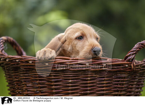 Griffon Fauve de Bretagne puppy / MW-26502