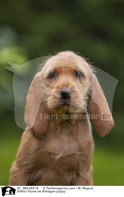 Griffon Fauve de Bretagne puppy / MW-26518