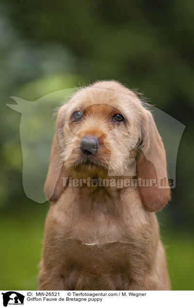 Griffon Fauve de Bretagne Welpe / Griffon Fauve de Bretagne puppy / MW-26521