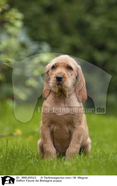 Griffon Fauve de Bretagne Welpe / Griffon Fauve de Bretagne puppy / MW-26523