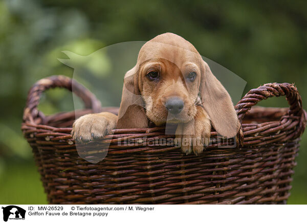 Griffon Fauve de Bretagne puppy / MW-26529