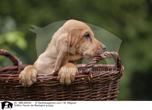 Griffon Fauve de Bretagne puppy / MW-26530