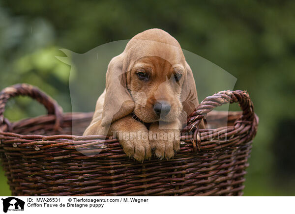 Griffon Fauve de Bretagne puppy / MW-26531