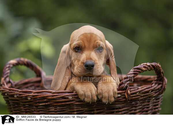 Griffon Fauve de Bretagne Welpe / Griffon Fauve de Bretagne puppy / MW-26533