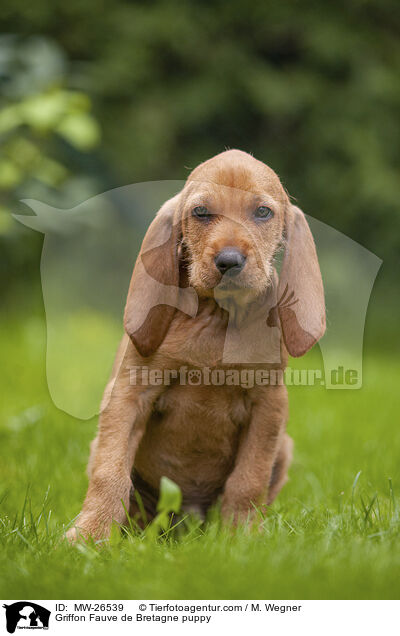Griffon Fauve de Bretagne puppy / MW-26539